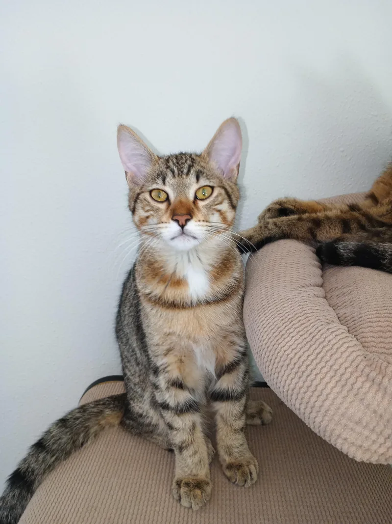 A baby medium-sized male Tabby (Brown / Chocolate) Domestic Short Hair cat named Clovis for adoption in Silverdale, WA