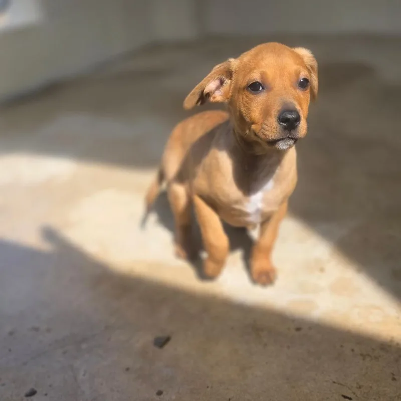 A young large-sized male Mixed Breed dog named Chalupa for adoption in LOXAHATCHEE, FL