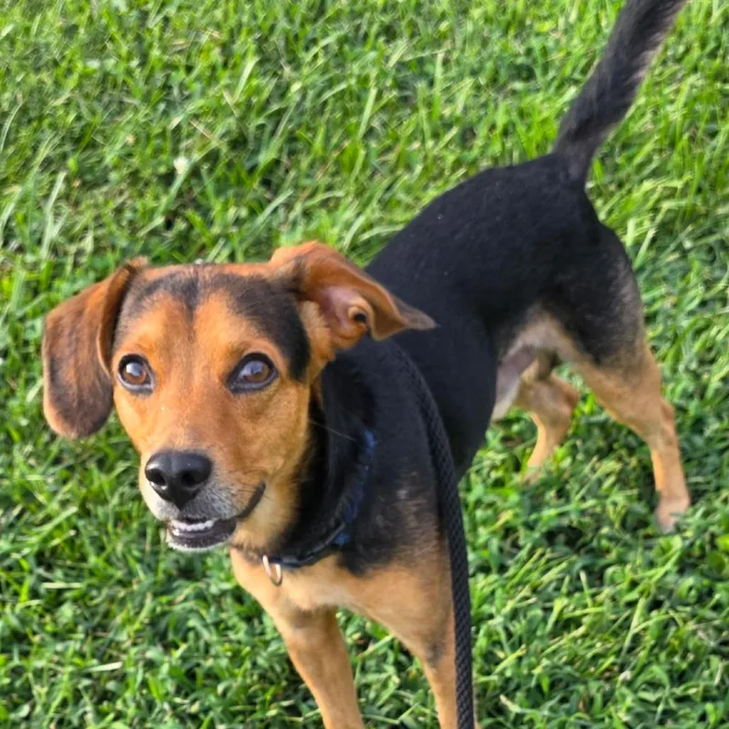 An adult small-sized male Beagle dog named Ryder for adoption in Fairfax, VA