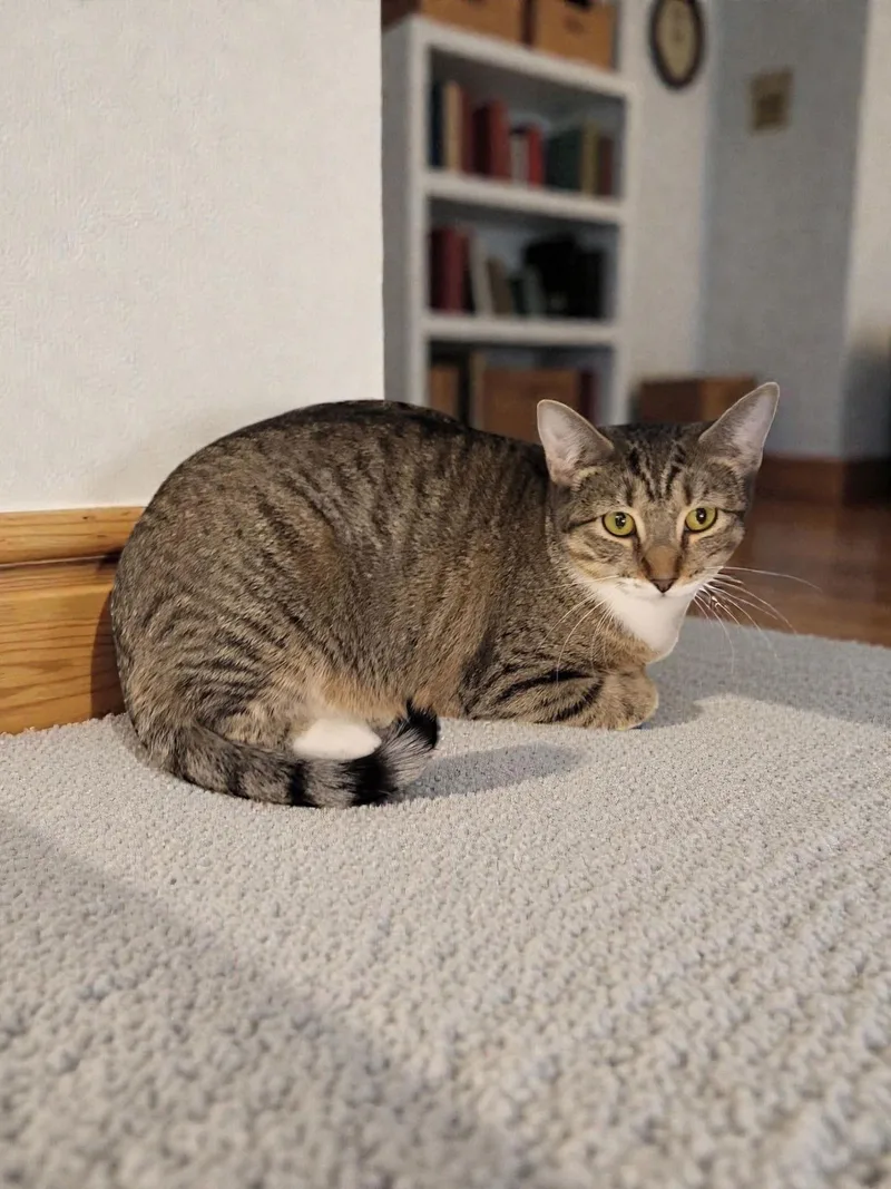 Tiger Lily thumbnail 2