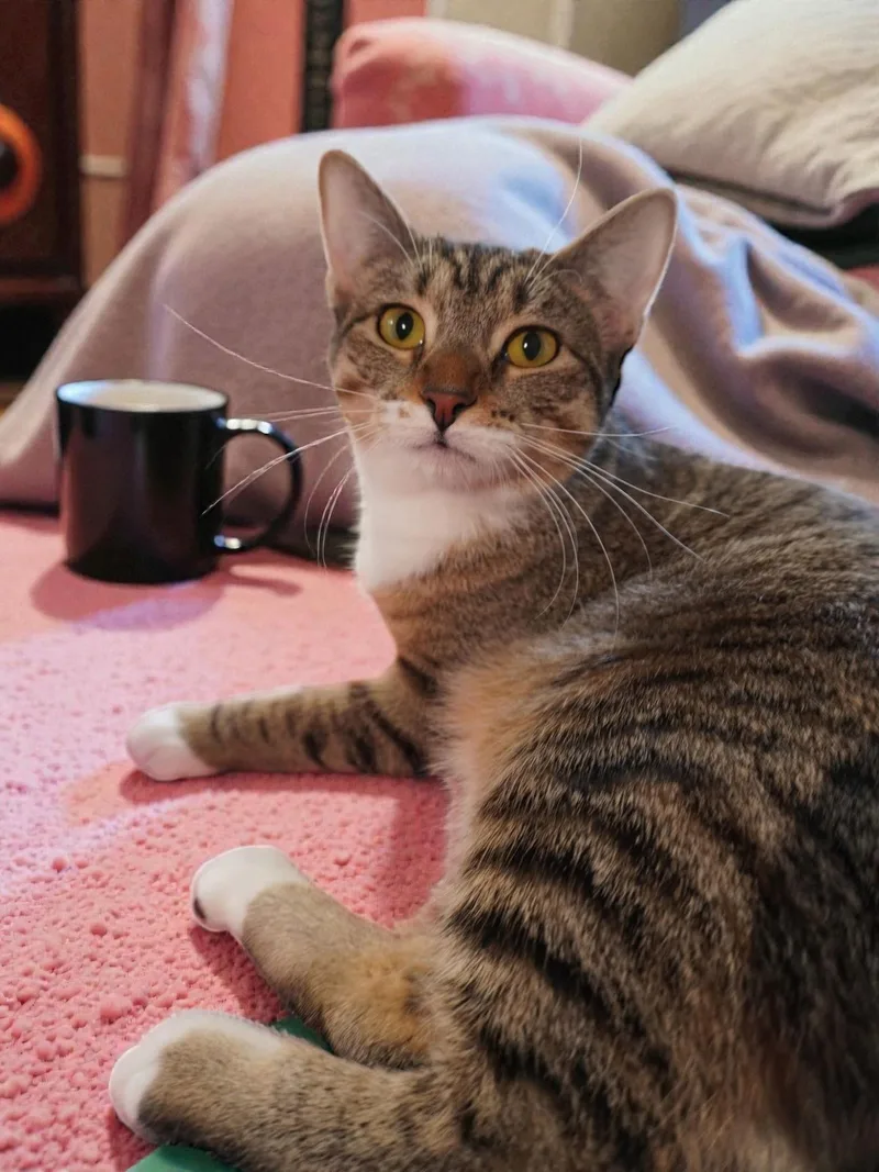 Tiger Lily thumbnail 3