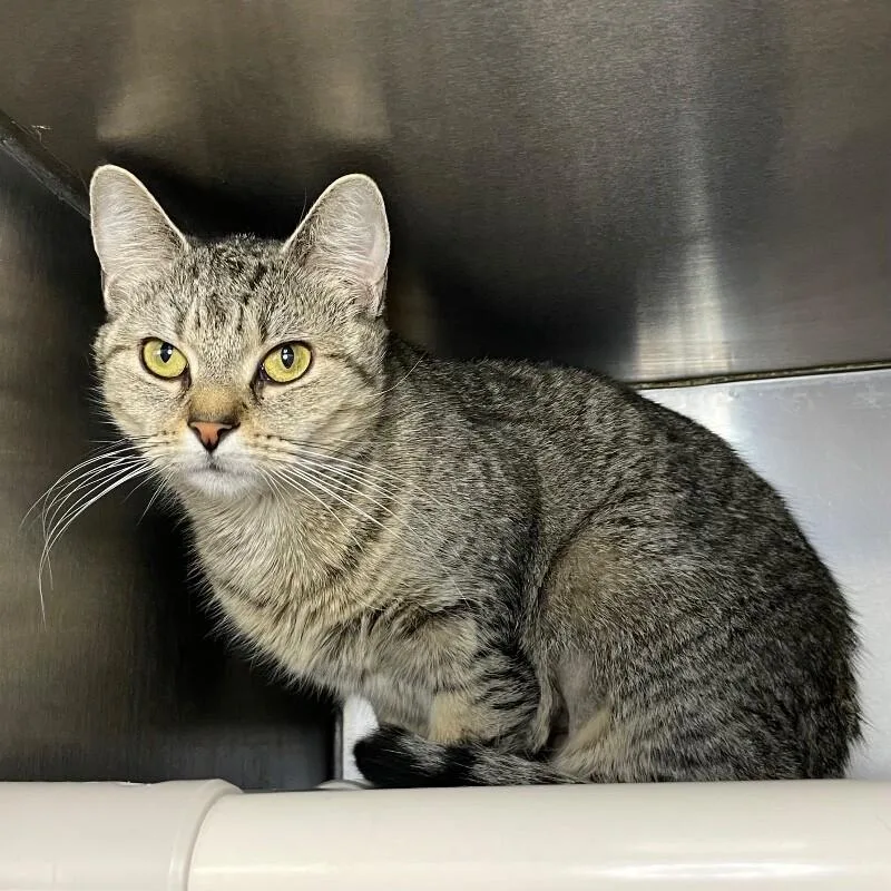 An adult medium-sized female Domestic Short Hair cat named Honey for adoption in Roanoke, VA