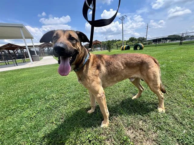 An adult medium-sized male German Shepherd Dog dog named Goose for adoption in Winter Haven, FL