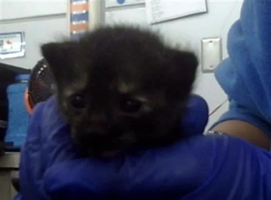 A young medium-sized female Domestic Short Hair cat named Tilly for adoption in Dallas, TX