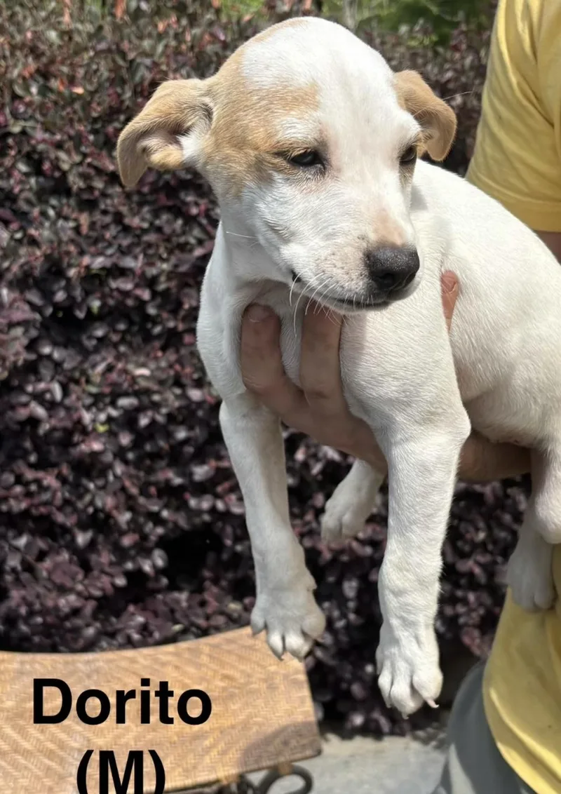 A baby medium-sized male White / Cream Labrador Retriever dog named Dorito for adoption in Parma, OH