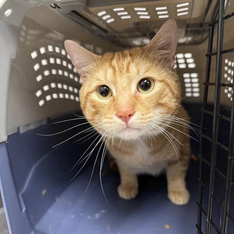 A baby small-sized male Orange / Red Domestic Short Hair cat named Stray for adoption in Henderson, NV