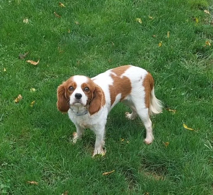 An adult small-sized female Cavalier King Charles Spaniel dog named Patsy for adoption in Conesus, NY