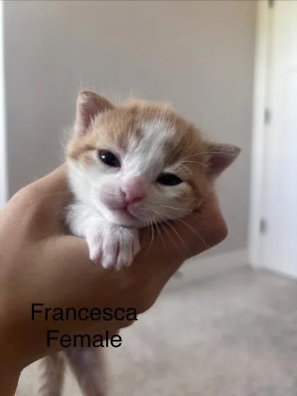 Francesca thumbnail 2