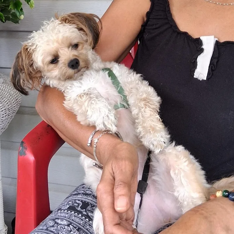 An adult small-sized female Shih Tzu dog named Sugar for adoption in Lenoir, NC