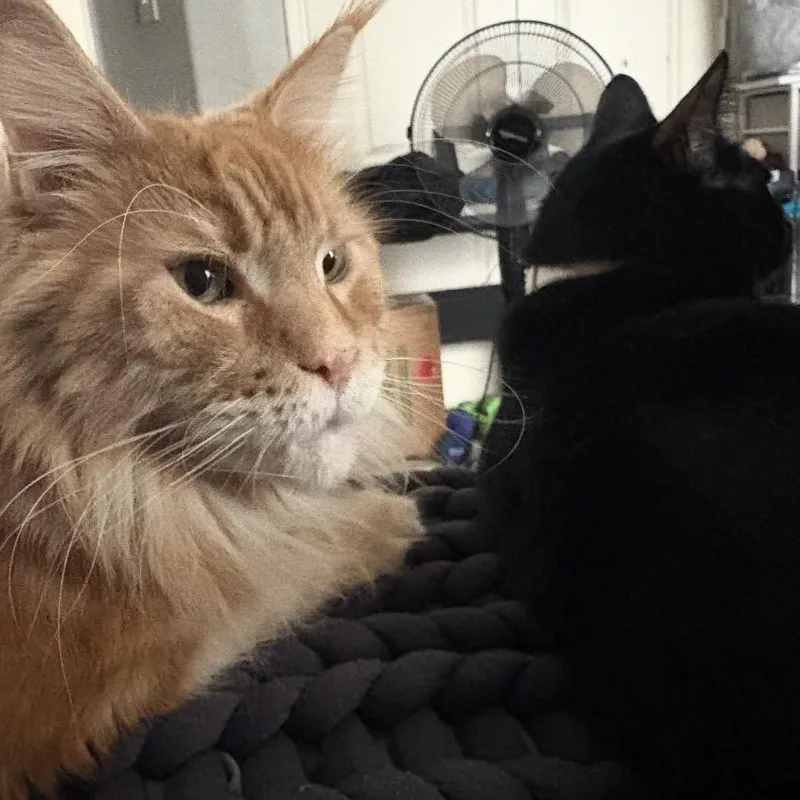 A young large-sized male Black Maine Coon cat named Bynx & Nello for adoption in Pearland, TX