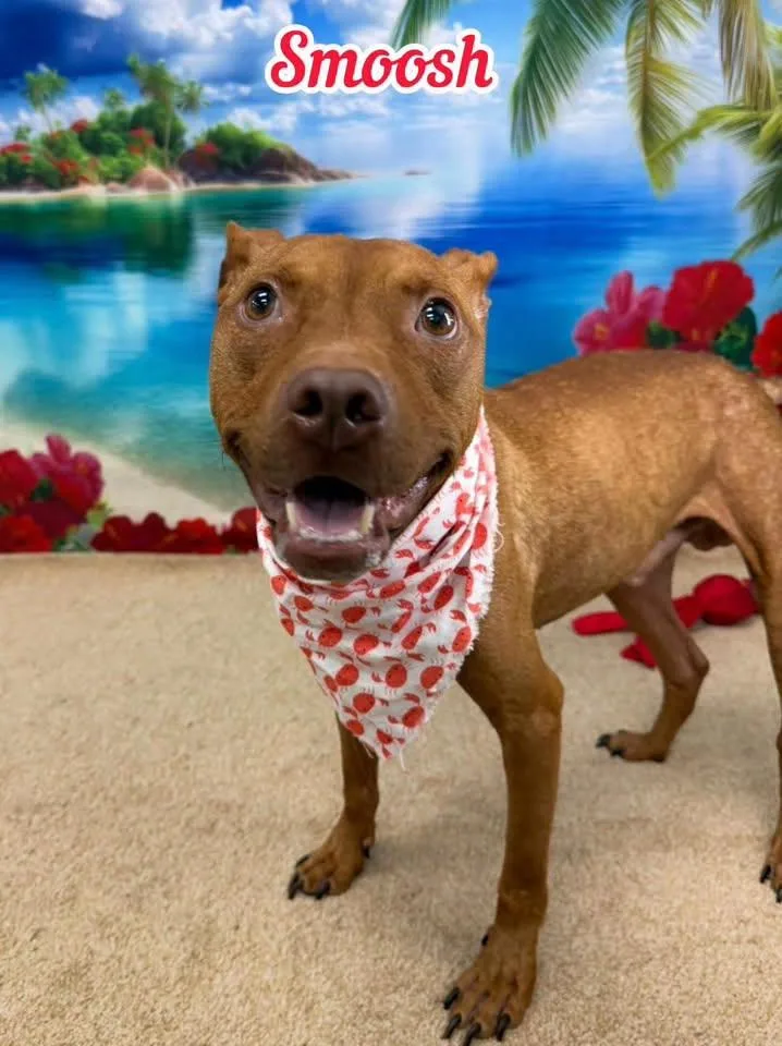 An adult medium-sized male Yellow / Tan / Blond / Fawn Mixed Breed dog named Smoosh for adoption in Flint, MI