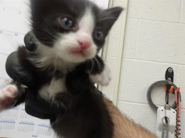 A baby small-sized male Domestic Short Hair cat named Morio for adoption in Santa Rosa, CA