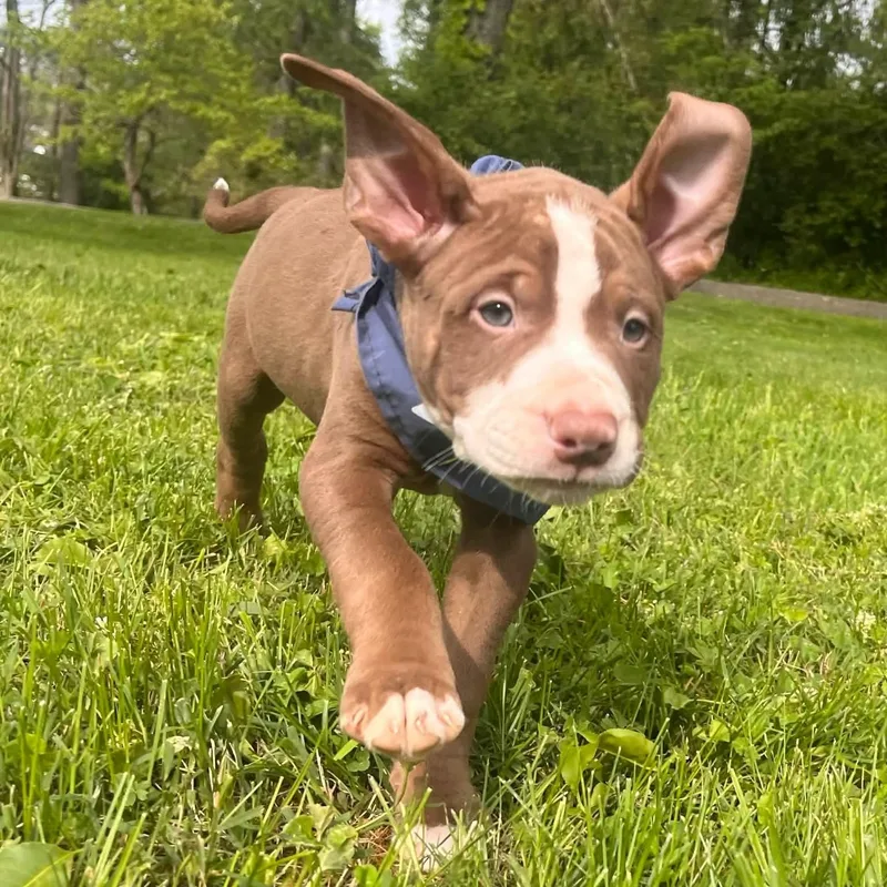 A baby medium-sized male Brown / Chocolate Bull Terrier dog named Dopey for adoption in Greensburg, PA