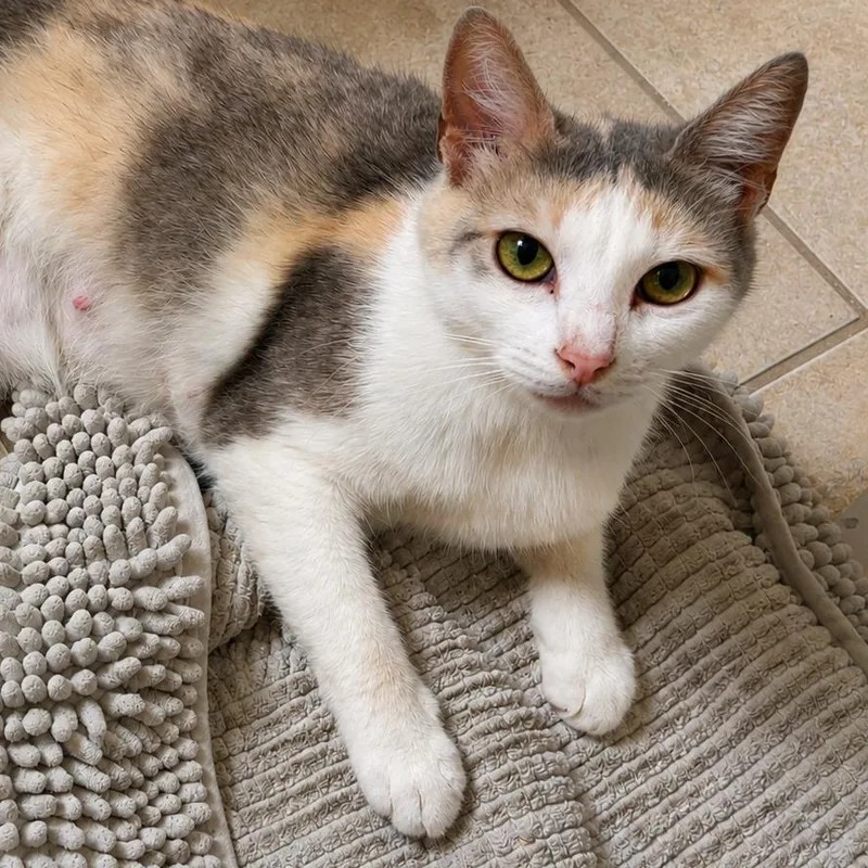 An adult medium-sized female White Domestic Short Hair cat named Sweet Treat for adoption in Austin, TX