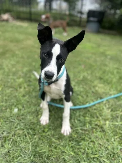 A young medium-sized male Mixed Breed dog named Quincy for adoption in Gulfport, MS