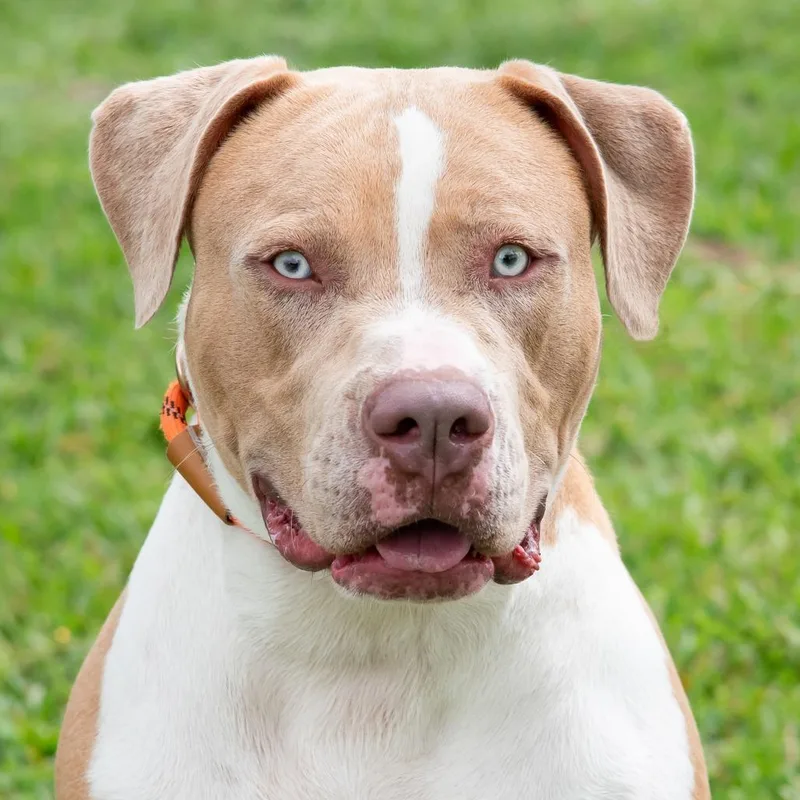 A young large-sized male Yellow / Tan / Blond / Fawn American Bulldog dog named Puppy Albi for adoption in Miami, FL