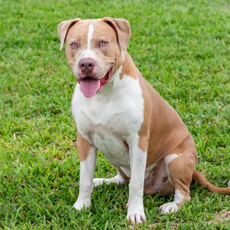 Puppy Albi thumbnail 2