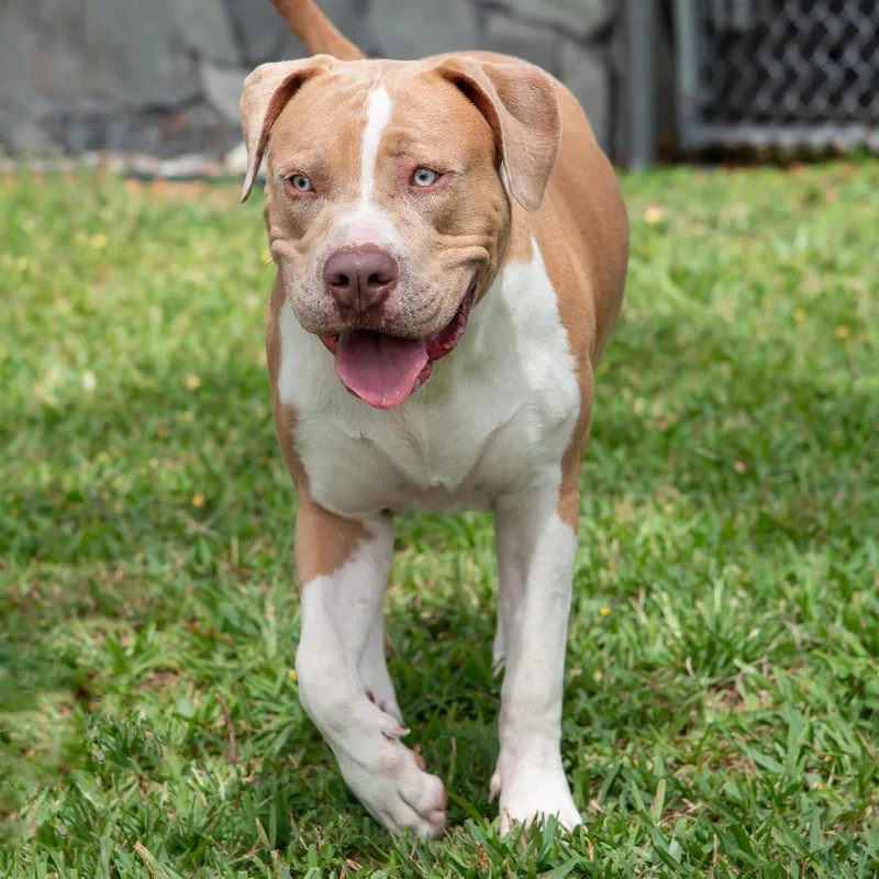 Puppy Albi thumbnail 3