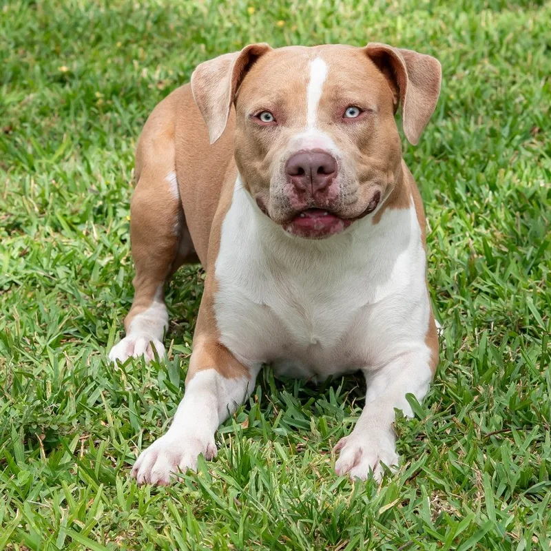 Puppy Albi thumbnail 4