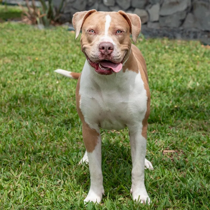 Puppy Albi thumbnail 5