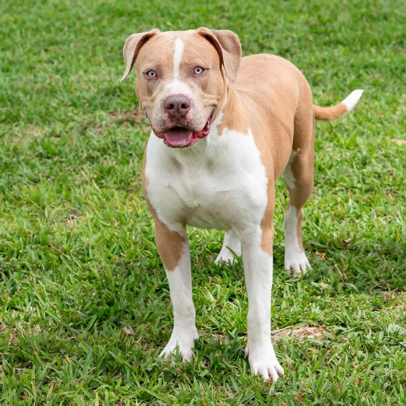 Puppy Albi thumbnail 6