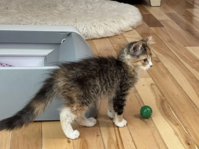 A baby medium-sized female Calico cat named Imogene for adoption in Buford, GA