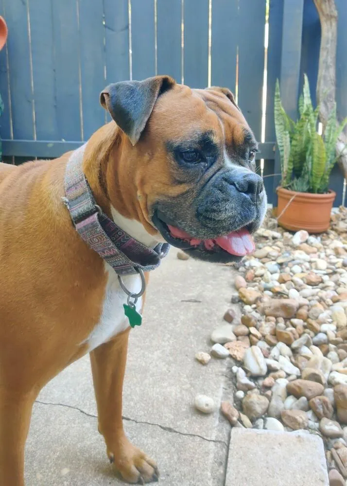 Estrella  Silver Heart