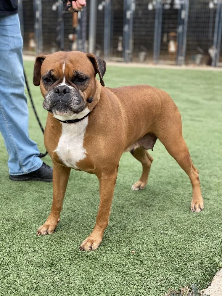 Estrella  Silver Heart thumbnail 6