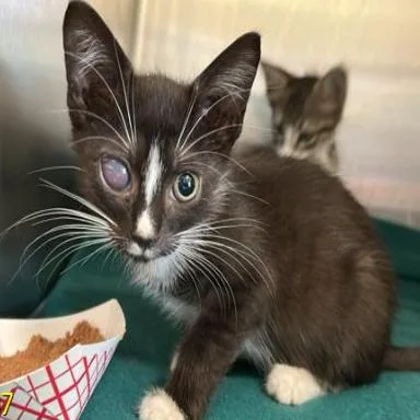 A baby small-sized female Black Domestic Short Hair cat named Tender for adoption in Jupiter, FL