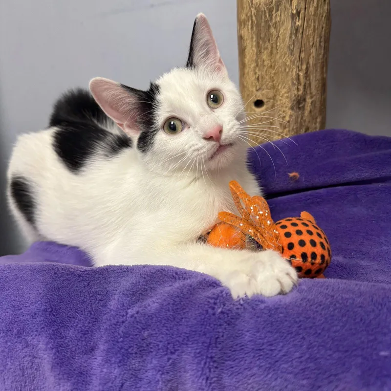 A baby small-sized female Domestic Short Hair cat named Janey for adoption in Hanover Park, IL
