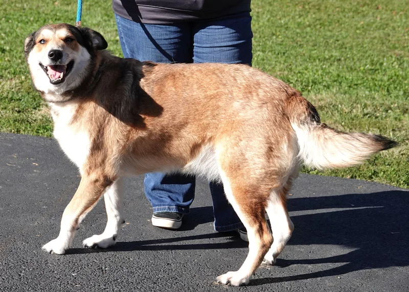 An adult large-sized female Brown / Chocolate Husky dog named Angel for adoption in Millfield, OH