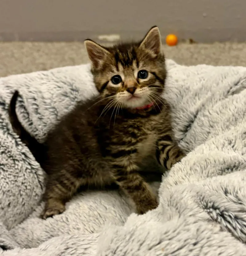 A baby small-sized male Domestic Short Hair cat named Nino for adoption in Urbandale, IA