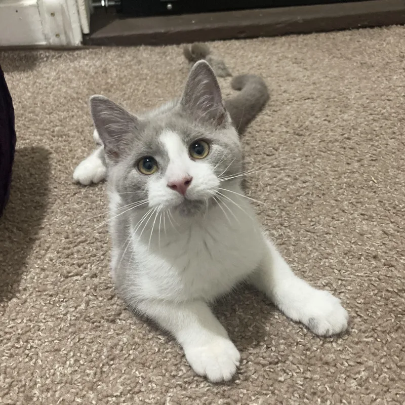 A baby medium-sized male Gray & White Domestic Short Hair cat named Hash Brown for adoption in Washington, PA