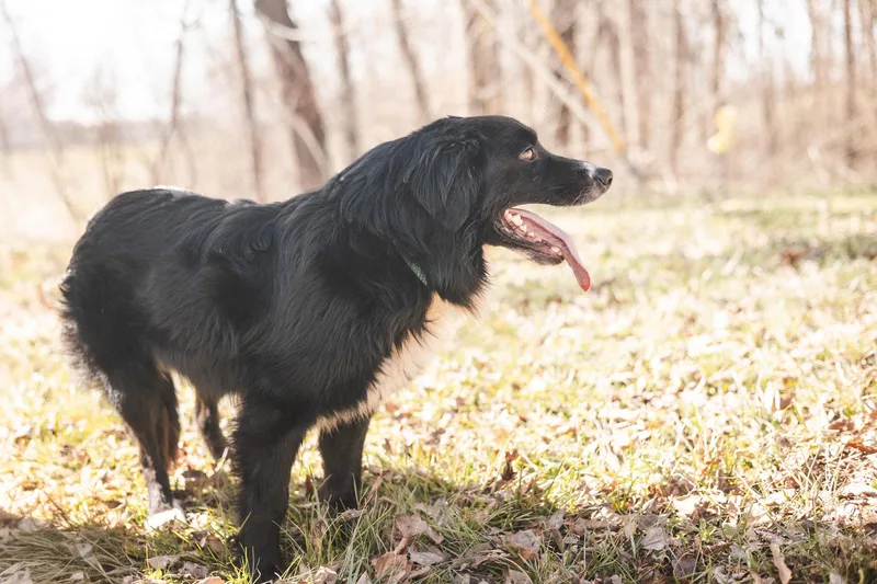 Snoopy Transport thumbnail 2