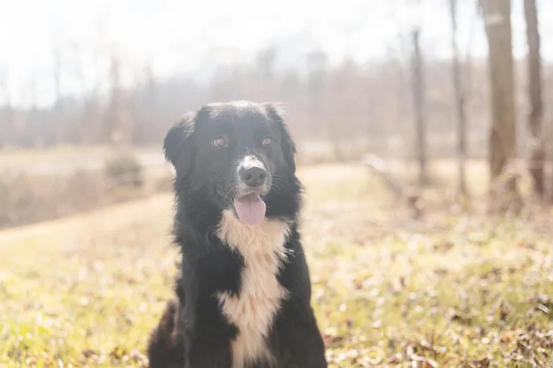 Snoopy Transport thumbnail 3