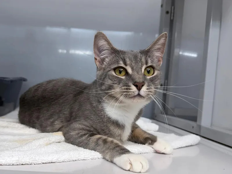 A young medium-sized male Domestic Short Hair cat named Edgyr for adoption in Raleigh, NC