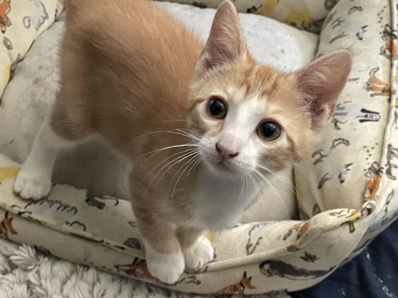 A baby medium-sized male Orange & White Domestic Short Hair cat named Enzo for adoption in Westfield, NJ