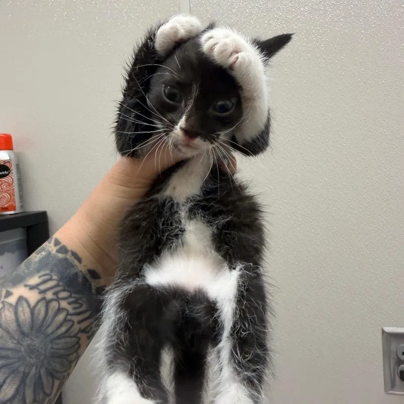 A baby small-sized male Brown / Chocolate Domestic Short Hair cat named Apple for adoption in Morganton, NC