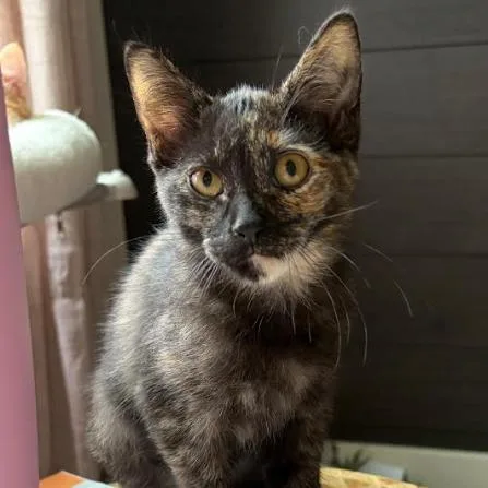 A baby small-sized female Black Domestic Short Hair cat named Lottie for adoption in Coralville, IA