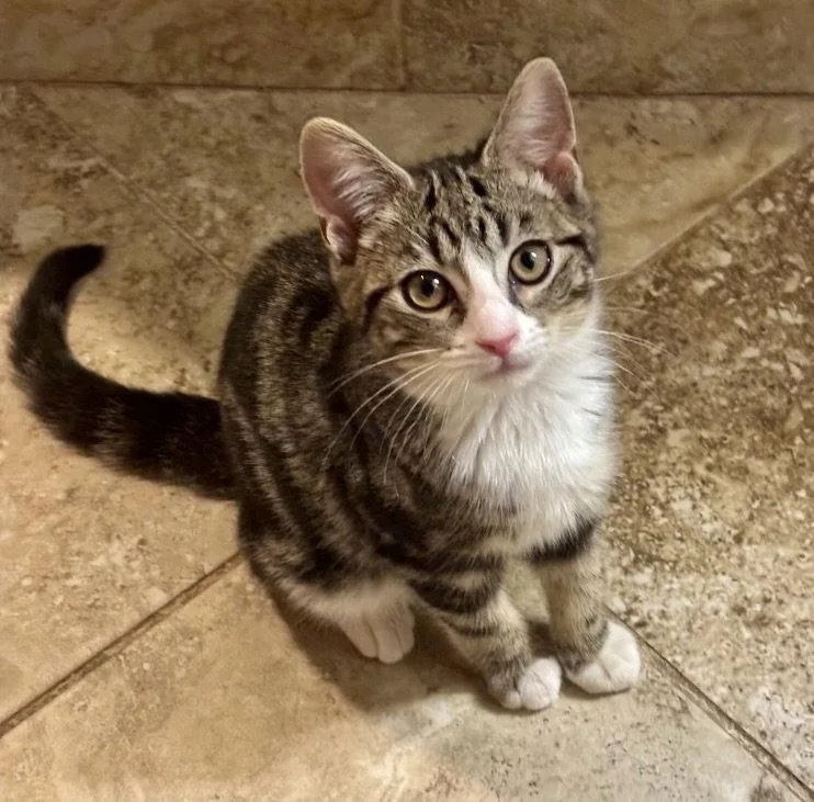 A young medium-sized female Tabby cat named Danish for adoption in Garner, NC