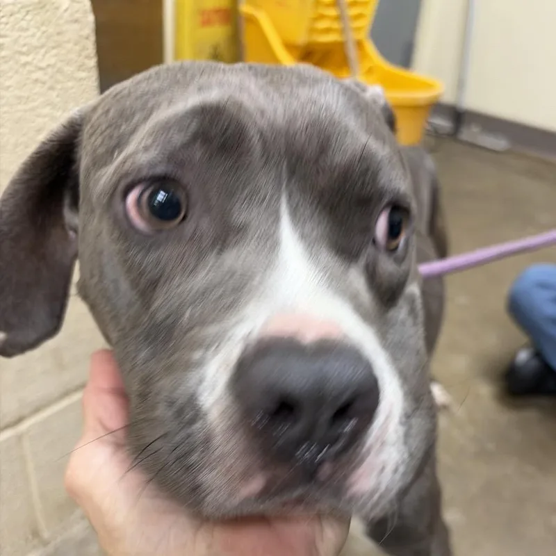 Veronica thumbnail 2