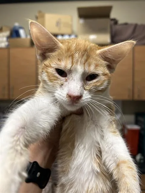 A baby small-sized male Domestic Short Hair cat named Snuggle Muffins for adoption in Modesto, CA