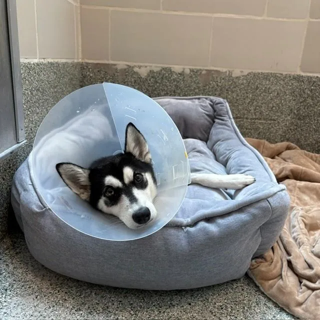 A young medium-sized female Siberian Husky dog named Lark for adoption in Boston, MA
