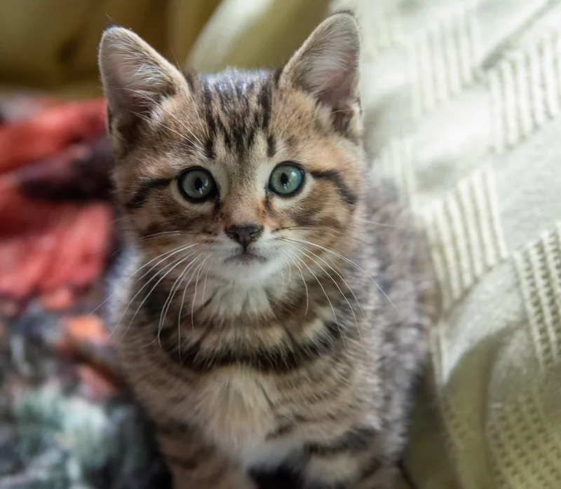 A baby small-sized male Tabby (Brown / Chocolate) Domestic Short Hair cat named Chumley for adoption in East Point, GA