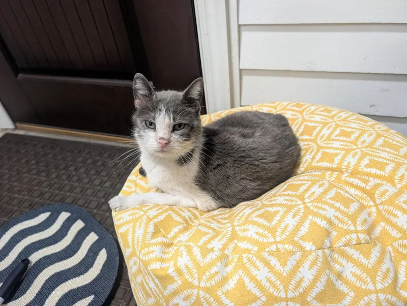An adult medium-sized female Gray & White Domestic Short Hair cat named Bitsy for adoption in Benson, MN