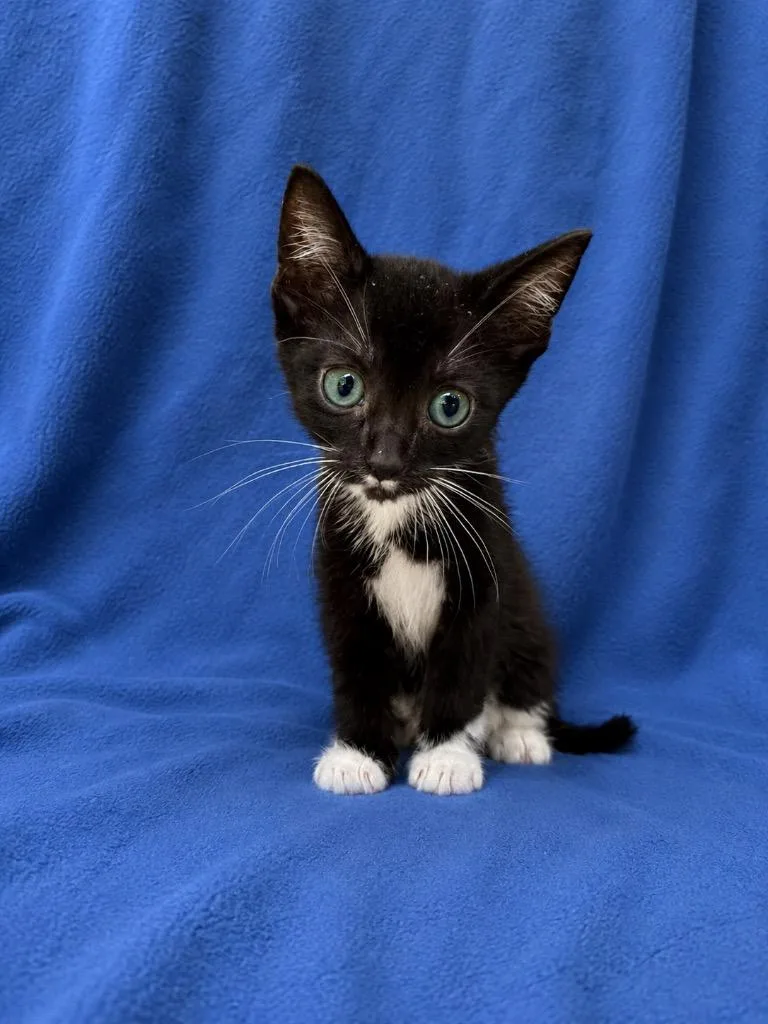 Mittens
