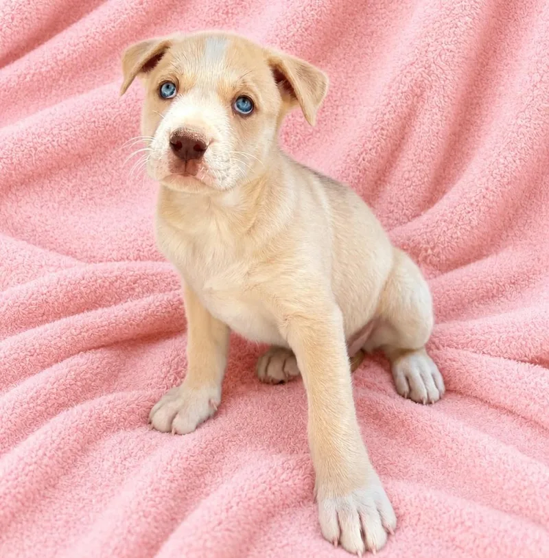 A baby small-sized female White / Cream Husky dog named Susanna for adoption in Lathrop, CA
