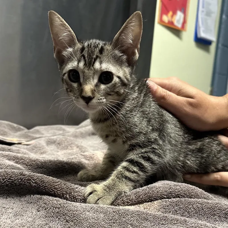 A baby small-sized female Brown / Chocolate Domestic Short Hair cat named Banh Mi for adoption in Providence, RI