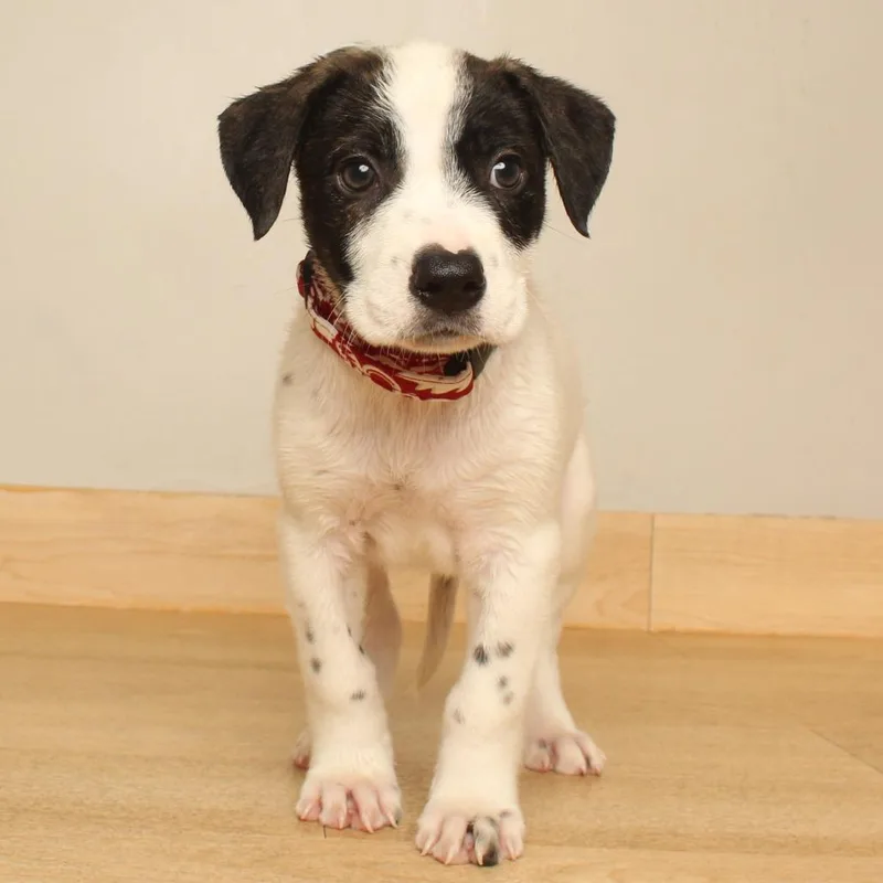 A baby small-sized male White / Cream Australian Shepherd dog named Finn D for adoption in Minnetonka, MN
