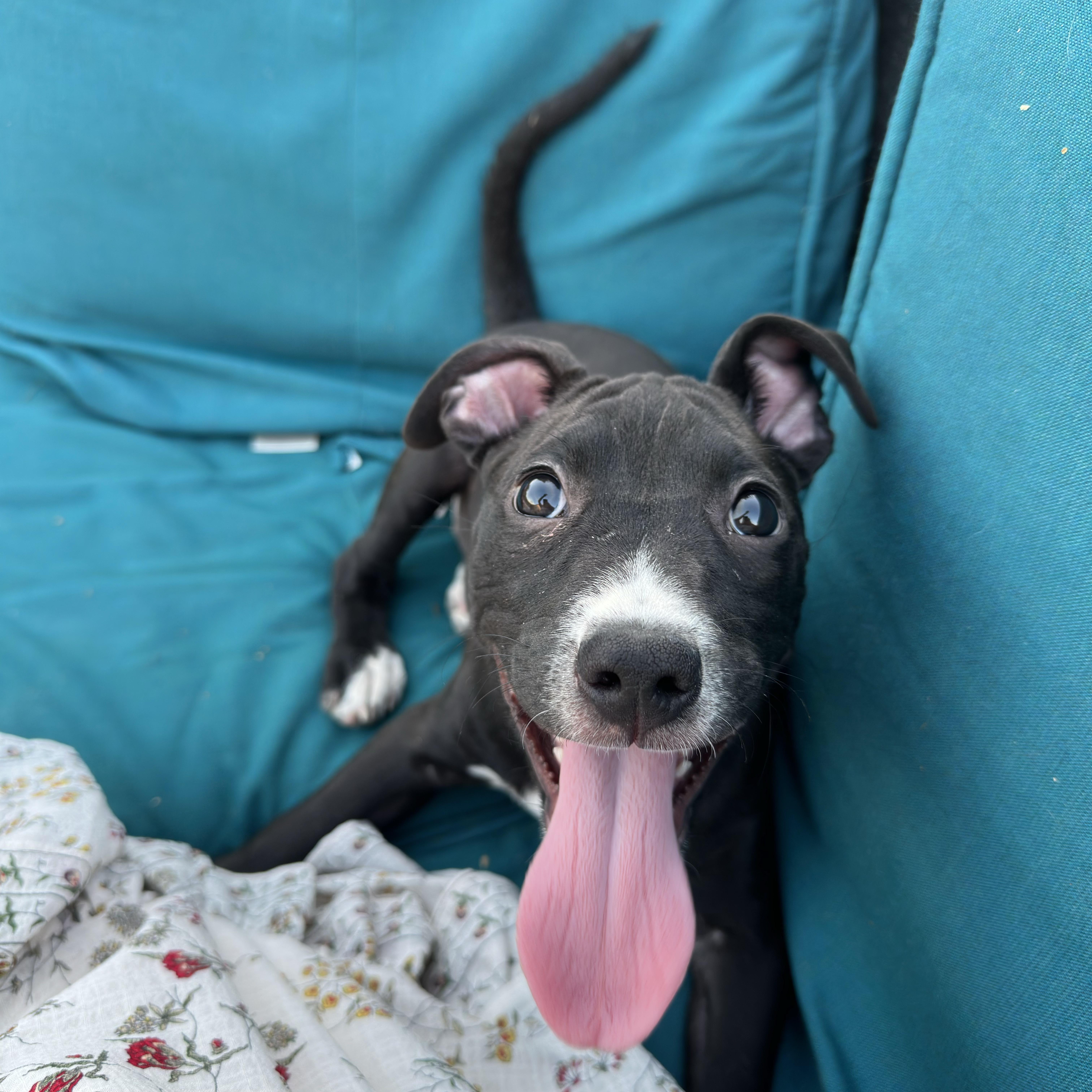 A baby medium-sized female Black Pit Bull Terrier dog named Marca for adoption in Peoria, AZ